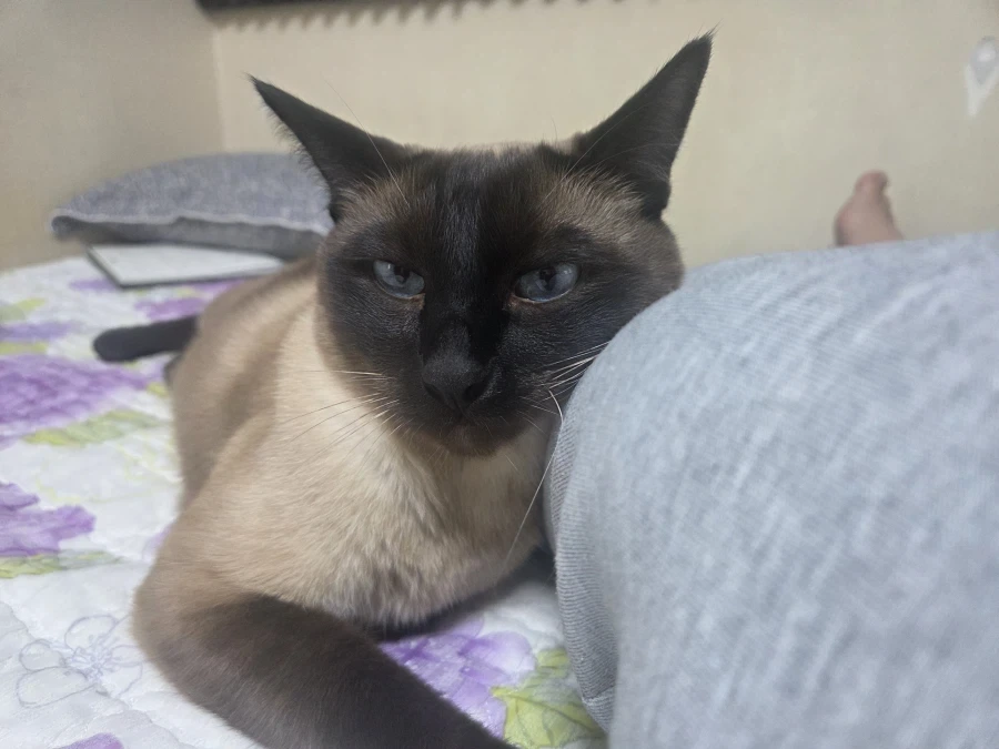 고양이 키우는 만화보고 그대로 따라하면 안됩니다 - 이미지 2