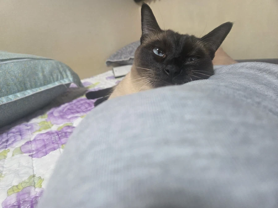 고양이 키우는 만화보고 그대로 따라하면 안됩니다 - 이미지 3