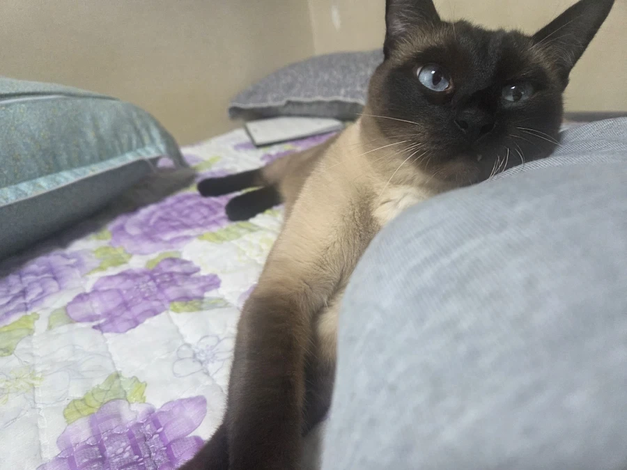 고양이 키우는 만화보고 그대로 따라하면 안됩니다 - 이미지 4