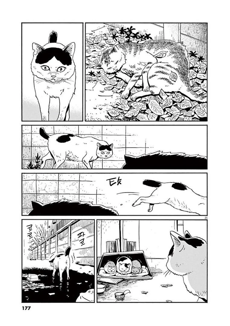 집고양이 분짱의 일년.manga - 이미지 21