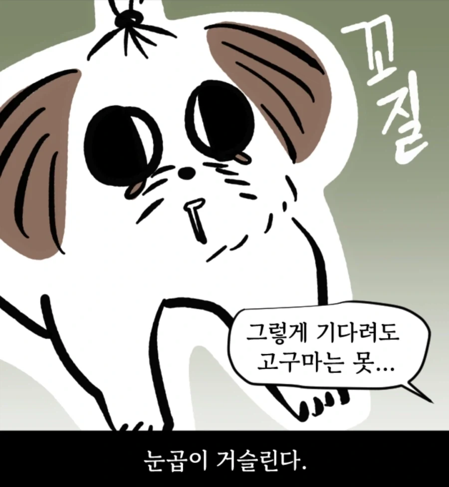 시츄는 얼마나 착한가 알아보는 만화 - 이미지 5