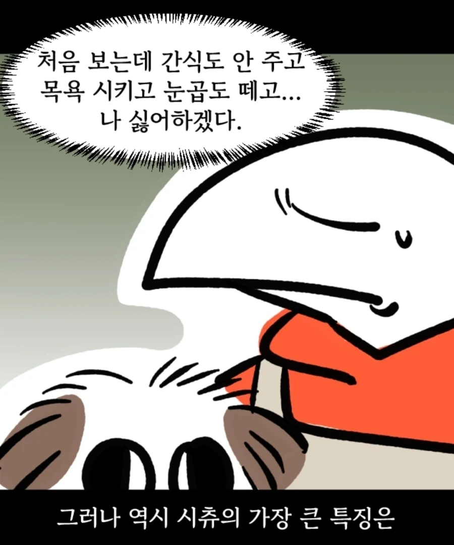 시츄는 얼마나 착한가 알아보는 만화 - 이미지 11