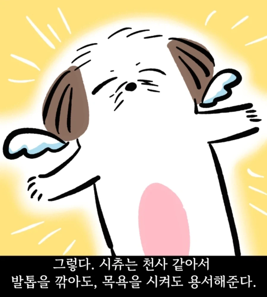 시츄는 얼마나 착한가 알아보는 만화 - 이미지 14