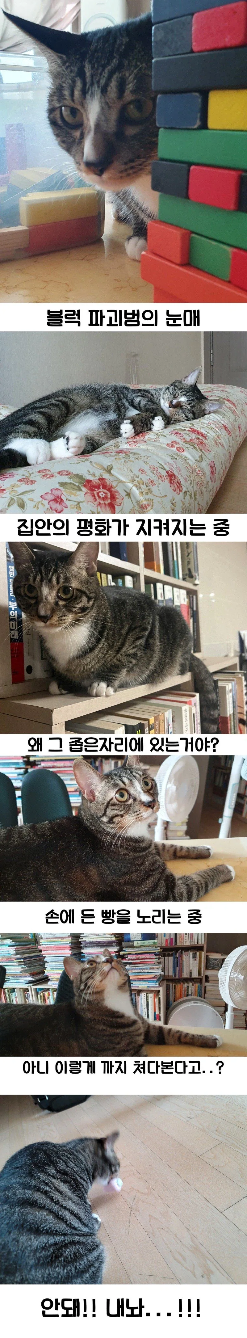 고양이가 잔뜩 나오는 만화 - 이미지 3