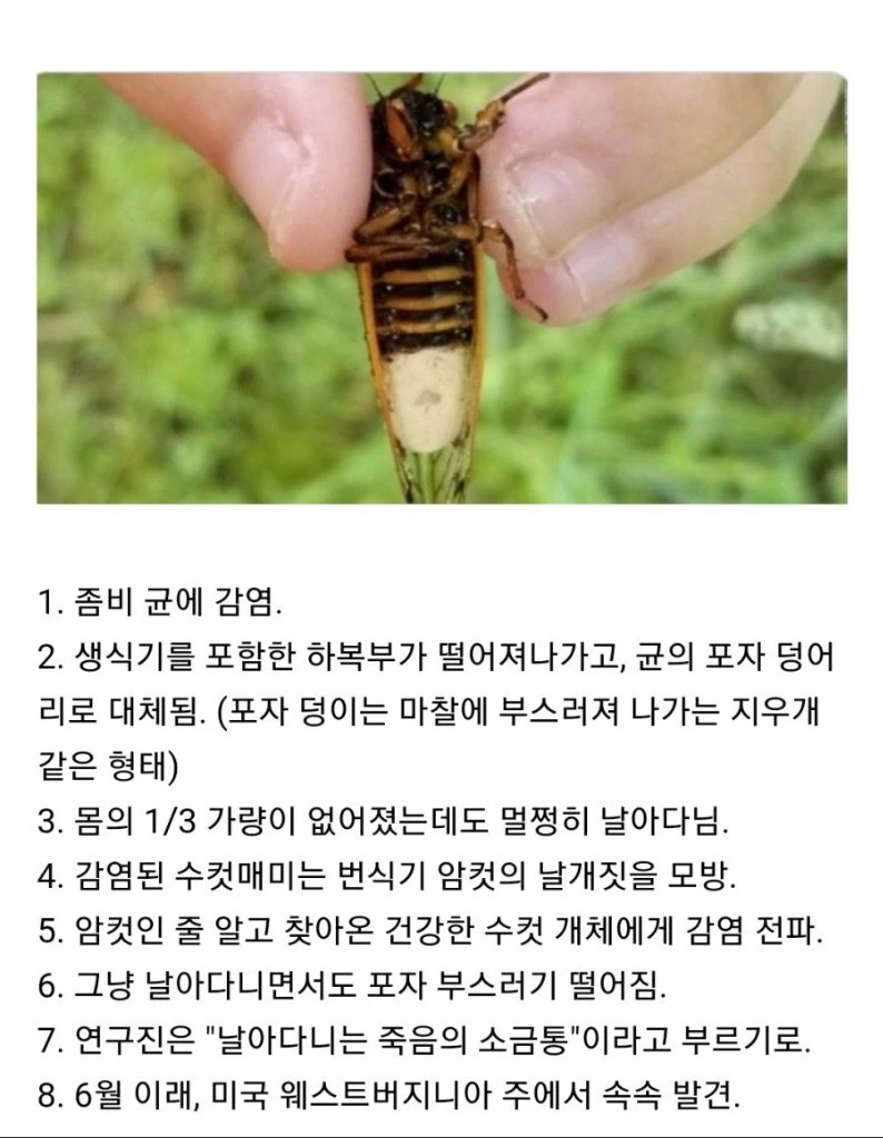 매미좀비 바이러스때매 ㅇㅋ타락하는 만화