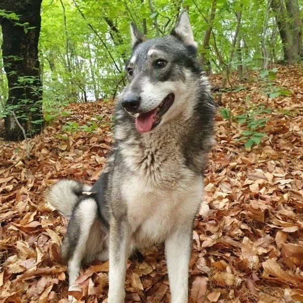 산에서 조난당했는데 유기견을 만난.manhwa - 이미지 8
