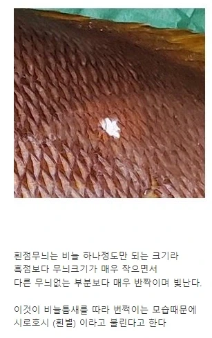 미스터초밥왕) 이왜진했던 내용.jpg - 이미지 5