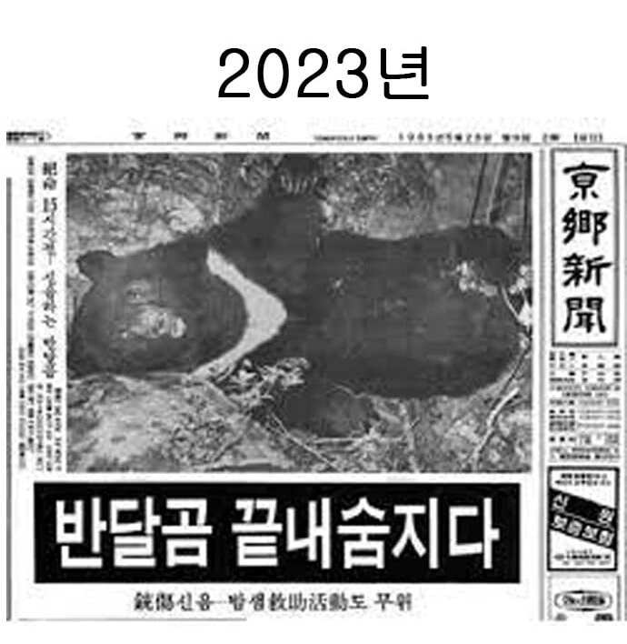 @) 반달곰 끝내 숨지는 만화 - 이미지 12